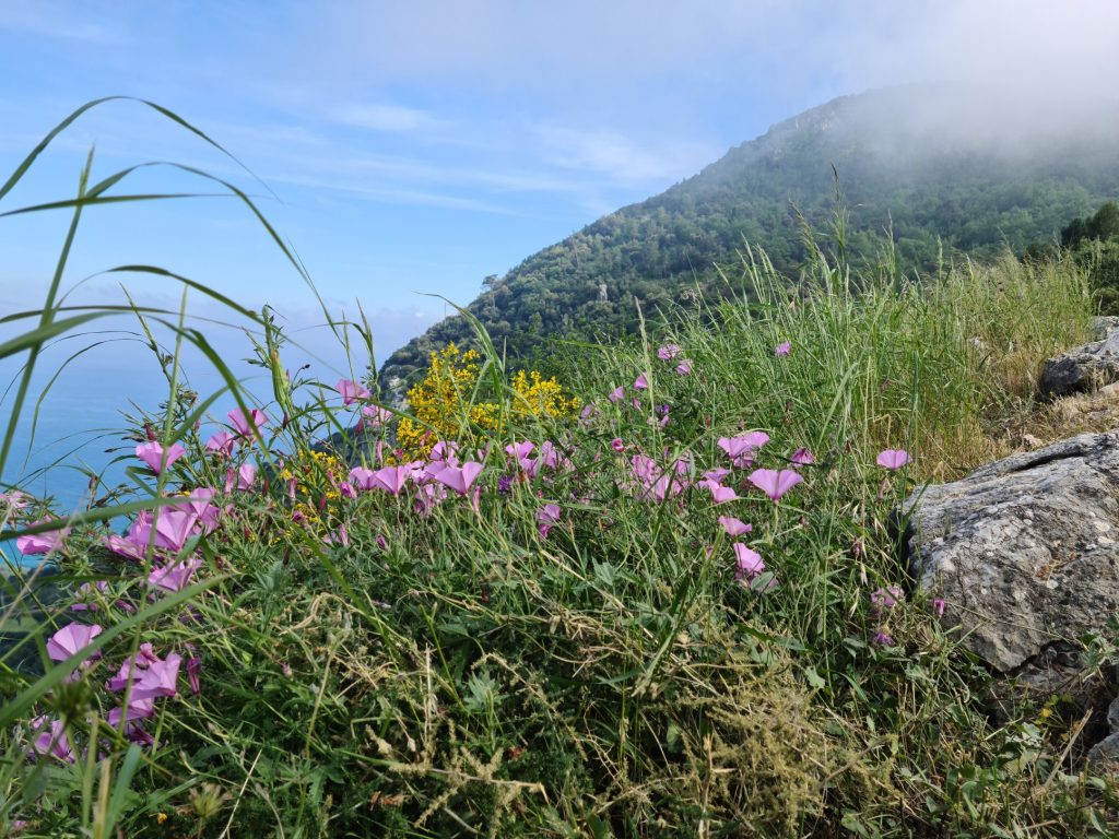 pink-mountain